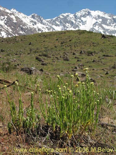 Gnaphalium andicola的照片