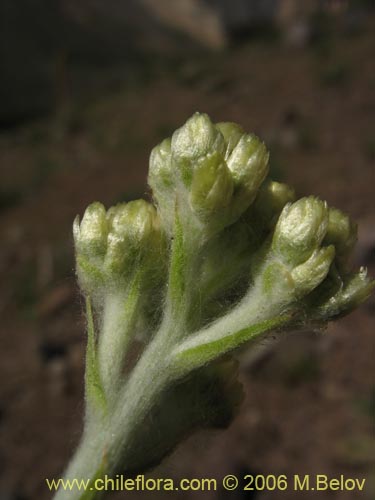 Imágen de Gnaphalium andicola (). Haga un clic para aumentar parte de imágen.