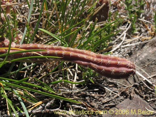 Image of Austrocactus spiniflorus (Espinifloro). Click to enlarge parts of image.