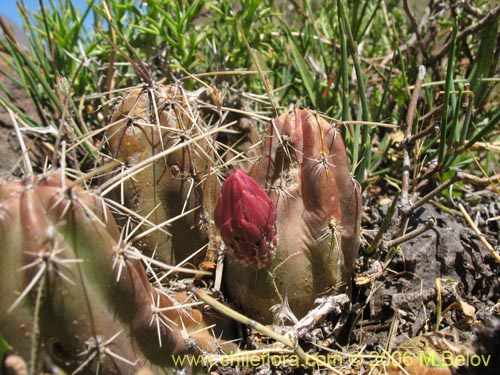 Image of Austrocactus spiniflorus (Espinifloro). Click to enlarge parts of image.