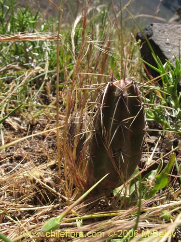 Image of Austrocactus spiniflorus (Espinifloro). Click to enlarge parts of image.