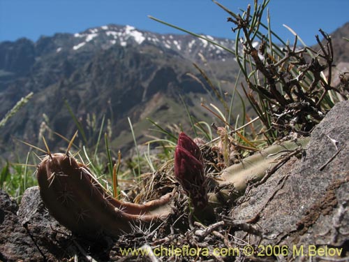 Image of Austrocactus spiniflorus (Espinifloro). Click to enlarge parts of image.