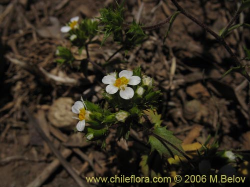 Imágen de Triptilion capillatum (Siempreviva blanca). Haga un clic para aumentar parte de imágen.