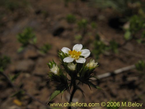 Imágen de Triptilion capillatum (Siempreviva blanca). Haga un clic para aumentar parte de imágen.