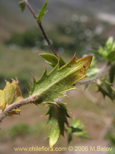 Imágen de Triptilion capillatum (Siempreviva blanca). Haga un clic para aumentar parte de imágen.