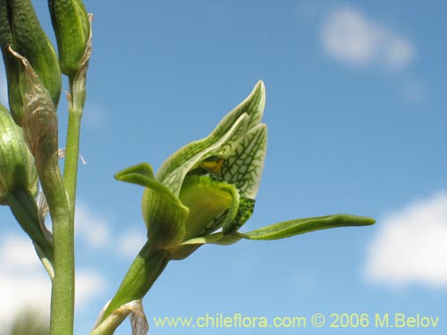 Description and images of Chloraea viridiflora (Orquidea de flor verde), a  native Chilean plant, provided by the supplier of native exotic Chilean  seeds, Chileflora.com