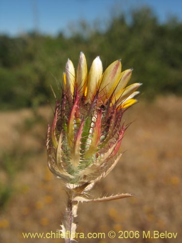 Chaetanthera ciliata的照片