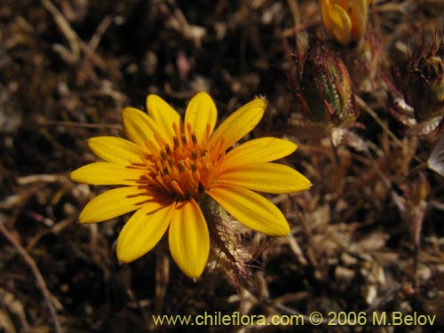 Imágen de Chaetanthera ciliata (). Haga un clic para aumentar parte de imágen.