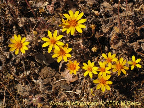 Chaetanthera ciliata的照片