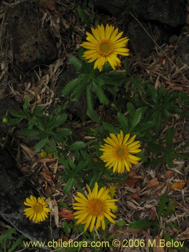 Imágen de Haplopappus sp. #1548 (). Haga un clic para aumentar parte de imágen.