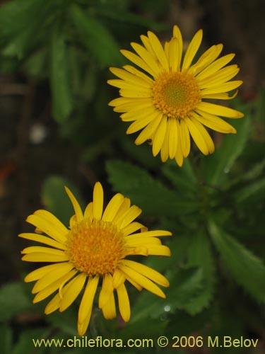 Imágen de Haplopappus sp. #1548 (). Haga un clic para aumentar parte de imágen.