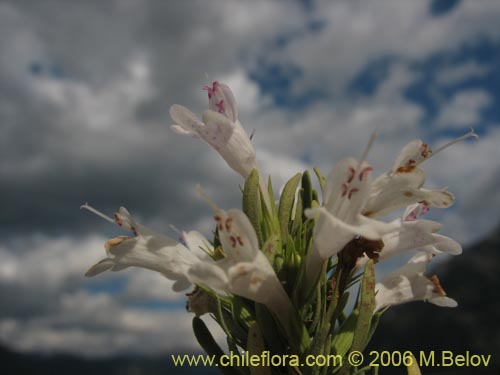 Descripción e imágenes de Sphacele salviae (Salvia blanca), una planta  chilena nativa, suministrado por el proveedor de las semillas chilenas  nativas