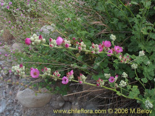 Bild von Andeimalva chilensis (). Klicken Sie, um den Ausschnitt zu vergrössern.