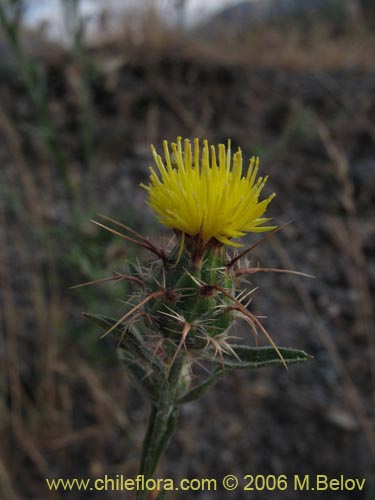 Imágen de Centaurea sp. #2413 (). Haga un clic para aumentar parte de imágen.