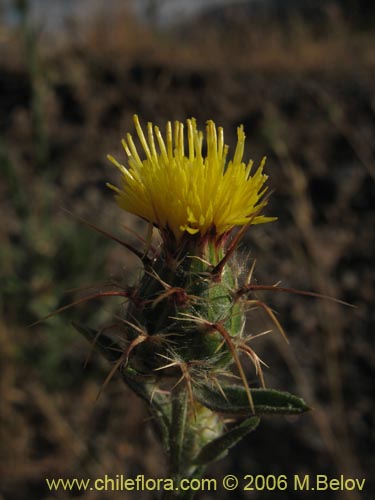 Imágen de Centaurea sp. #2413 (). Haga un clic para aumentar parte de imágen.