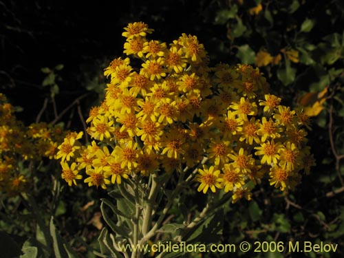 Imágen de Acrisione denticulata (Palpalén / Palo de yegua). Haga un clic para aumentar parte de imágen.