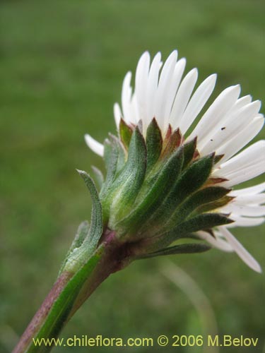 Erigeron leptopetalus的照片