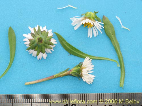 Erigeron leptopetalus的照片