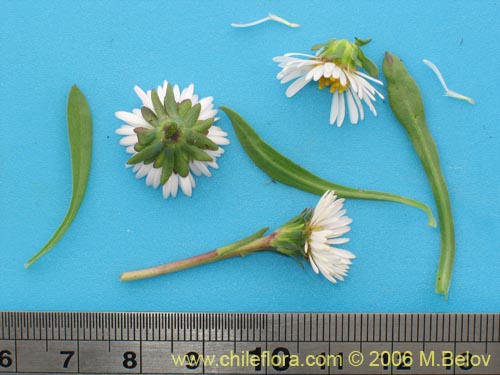 Erigeron leptopetalus的照片