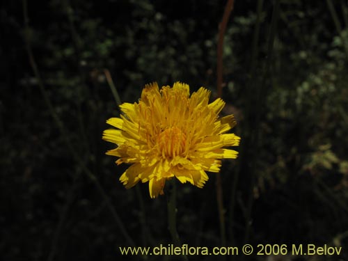 Image of Hypochaeris sp. #1676 (Cerrajilla). Click to enlarge parts of image.