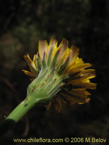 Image of Hypochaeris sp. #1676 (Cerrajilla). Click to enlarge parts of image.