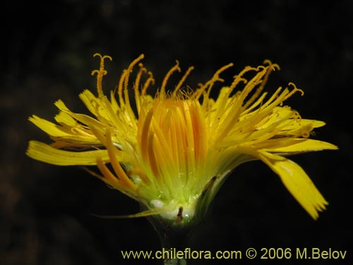 Imágen de Hypochaeris sp. #1676 (Cerrajilla). Haga un clic para aumentar parte de imágen.