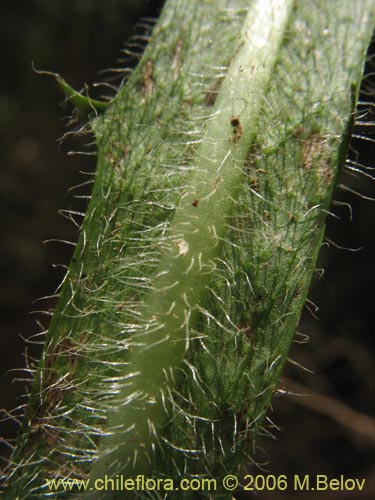 Bild von Hypochaeris sp. #1676 (Cerrajilla). Klicken Sie, um den Ausschnitt zu vergrössern.