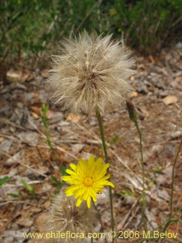 Imágen de Hypochaeris sp. #1676 (Cerrajilla). Haga un clic para aumentar parte de imágen.