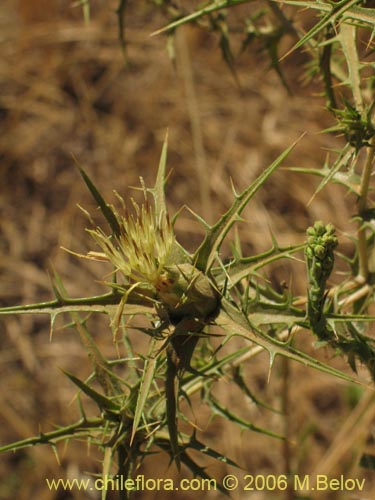 Imágen de Carthamus lanatus (). Haga un clic para aumentar parte de imágen.