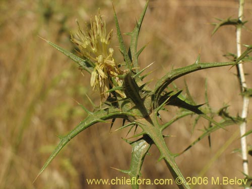 Carthamus lanatus的照片