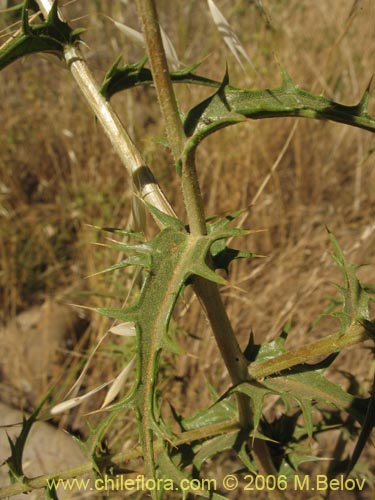 Carthamus lanatus的照片