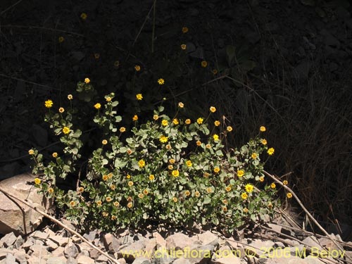 Imágen de Haploppapus sp. #1681 (). Haga un clic para aumentar parte de imágen.