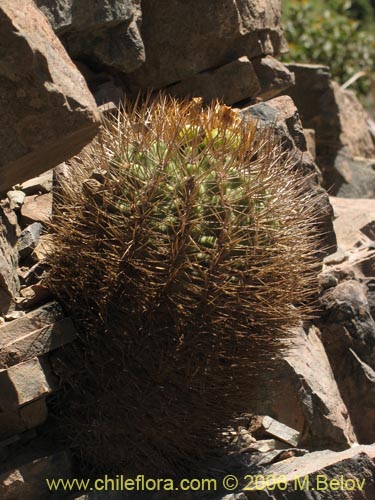 Image of Eriosyce curvispina ssp. curvispina (). Click to enlarge parts of image.