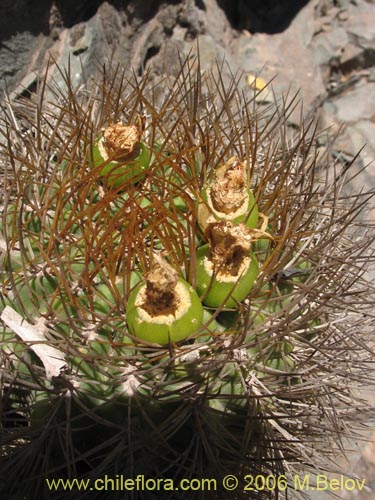 Image of Eriosyce curvispina ssp. curvispina (). Click to enlarge parts of image.