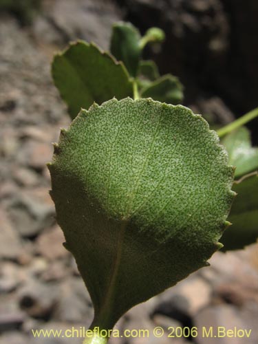 Imágen de Haploppapus sp. #1681 (). Haga un clic para aumentar parte de imágen.