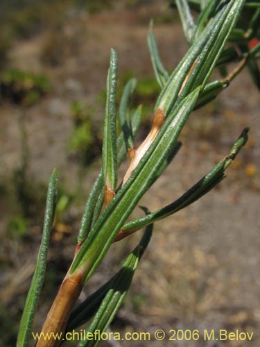 Imágen de Mutisia subulata fma. rosmarinifolia (Hierba del jote / Flor de la granada). Haga un clic para aumentar parte de imágen.