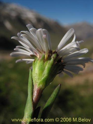 Asteraceae sp. #3082的照片