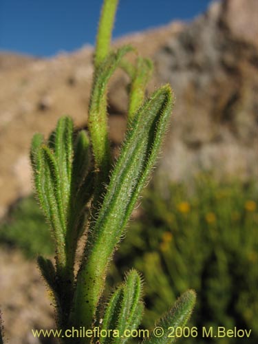 Imágen de Senecio sp. #1308 (). Haga un clic para aumentar parte de imágen.