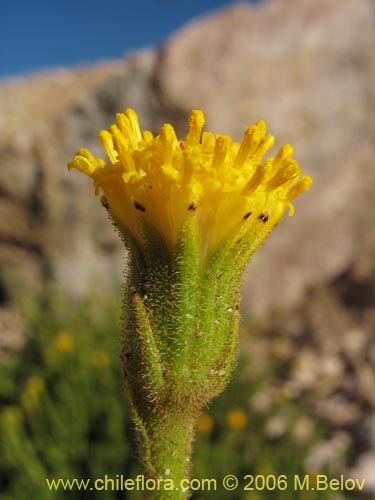 Imágen de Senecio sp. #1308 (). Haga un clic para aumentar parte de imágen.