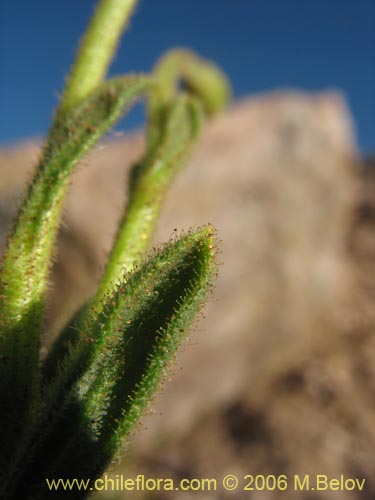 Imágen de Senecio sp. #1308 (). Haga un clic para aumentar parte de imágen.