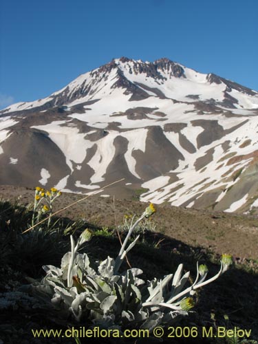 Imágen de Senecio gilliesii (). Haga un clic para aumentar parte de imágen.