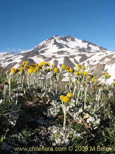 Senecio gilliesii의 사진