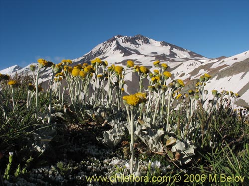 Senecio gilliesii의 사진