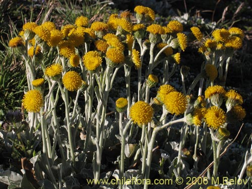 Senecio gilliesii의 사진