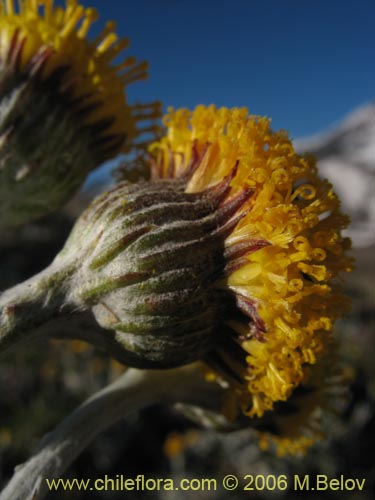 Senecio gilliesiiの写真