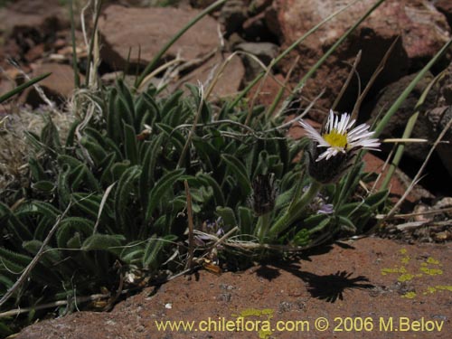 Erigeron sp. #1307的照片