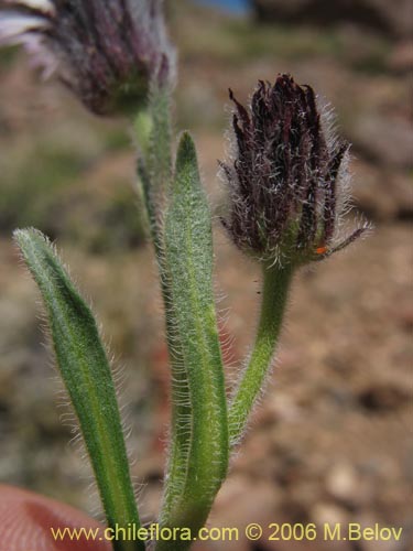 Imágen de Erigeron sp. #1307 (). Haga un clic para aumentar parte de imágen.