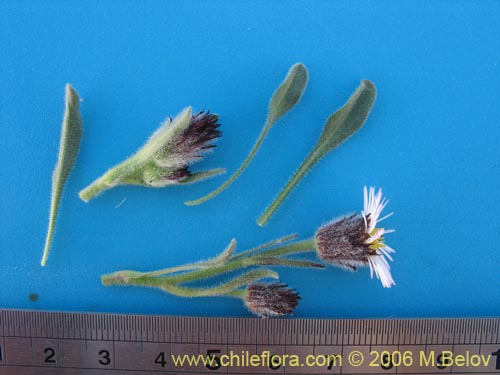 Imágen de Erigeron sp. #1307 (). Haga un clic para aumentar parte de imágen.