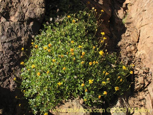 Imágen de Haplopappus sp. #1669 (). Haga un clic para aumentar parte de imágen.