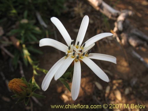 Imágen de Perezia recurvata (Perezia). Haga un clic para aumentar parte de imágen.